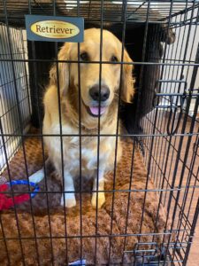 Golden Retriever sitting on a brown dog bed in a black wire crate.