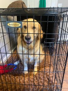 Golden Retriever sitting on a brown dog bed in a black wire crate.