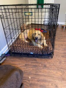 Golden Retriever laying on a brown dog bed in a black wire crate.