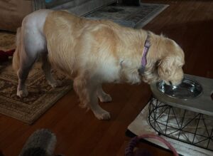 Golden Retriever standing and drinking from a dog water bowl.