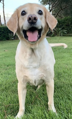 This is a close up picture of the face of a yellow lab mix named Abby Dabby. Her eyes are very dark brown and she has floppy ears. She is wearing a red collar with white bone print. You can also see the top portion of a red harness. There is a blurry background of green grass.