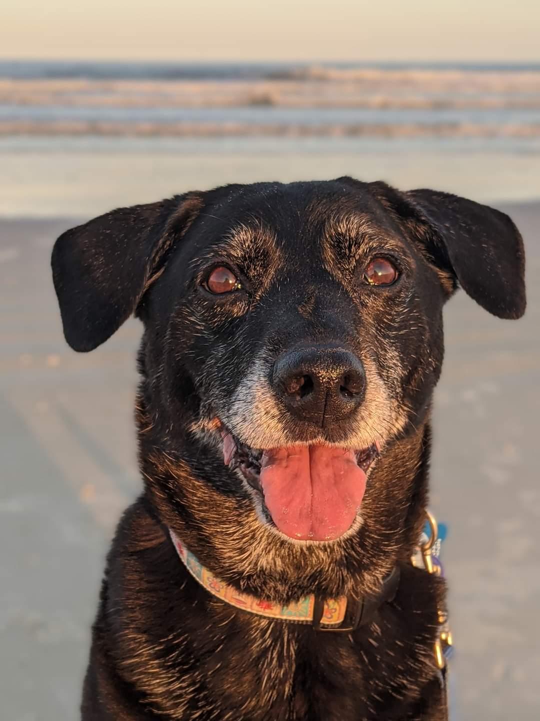 This is a close up picture of the face of a yellow lab mix named Abby Dabby. Her eyes are very dark brown and she has floppy ears. She is wearing a red collar with white bone print. You can also see the top portion of a red harness. There is a blurry background of green grass.